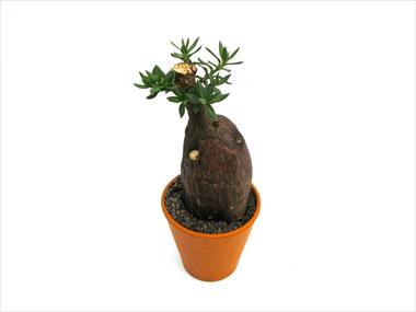photo of flower to be used as: Pot Cactus Caudex pachypodium bispinosum