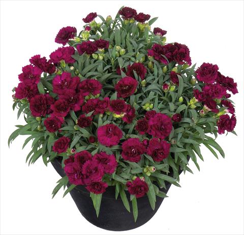 photo of flower to be used as: Basket / Pot Dianthus Sunflor® Paseo