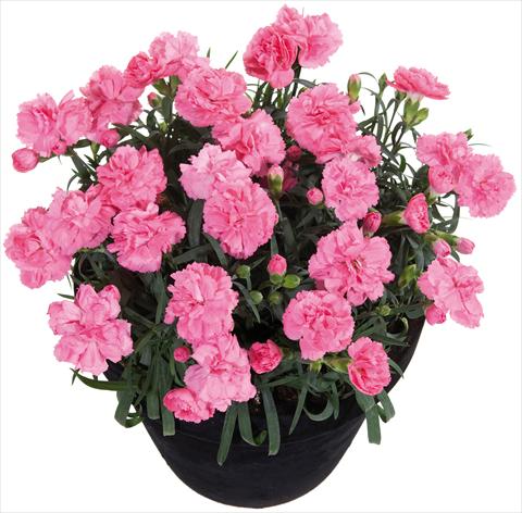 photo of flower to be used as: Basket / Pot Dianthus Sunflor® Pink Panther