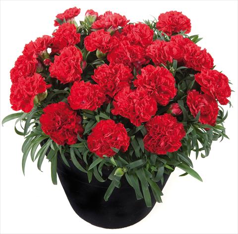 photo of flower to be used as: Basket / Pot Dianthus Sunflor® Red Bull