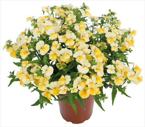 photo of flower to be used as: Basket / Pot Nemesia Angelart® fides® Pineapple