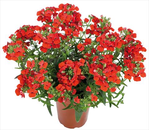 photo of flower to be used as: Basket / Pot Nemesia Angelart® fides® Strawberry
