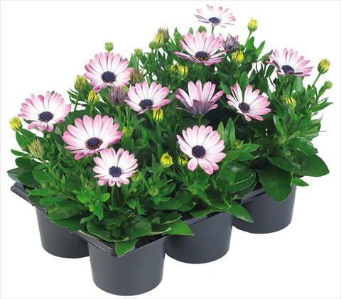 photo of flower to be used as: Pot and bedding Osteospermum Margarita Nano® fides® Pink Bicolor
