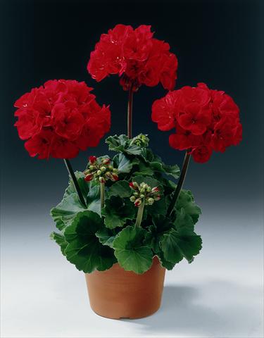 photo of flower to be used as: Pot, bedding, patio Pelargonium zonale pac® Samelia