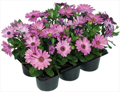photo of flower to be used as: Pot and bedding Osteospermum Margarita Nano® fides® Pink