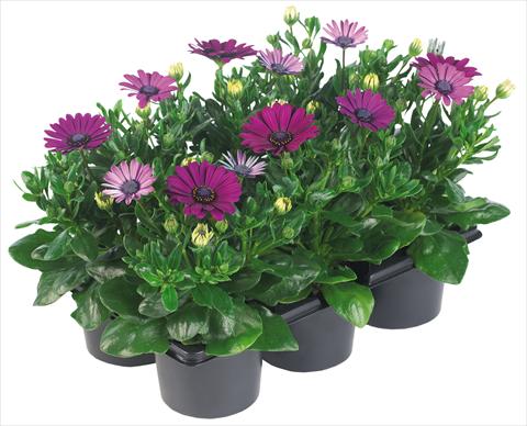 photo of flower to be used as: Pot and bedding Osteospermum Margarita Nano® fides® Purple