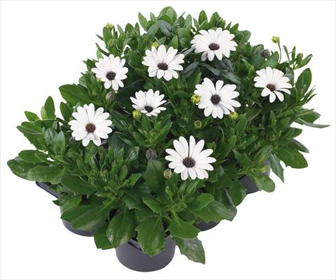 photo of flower to be used as: Pot and bedding Osteospermum Margarita Nano® fides® White