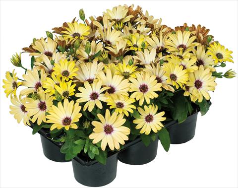 photo of flower to be used as: Pot and bedding Osteospermum Margarita Nano® fides® Yellow
