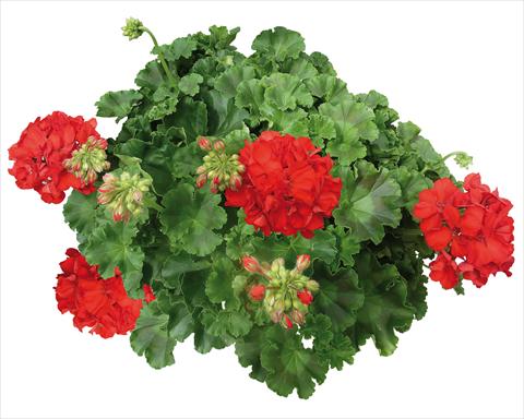 photo of flower to be used as: Patio, pot Pelargonium interspecifico Interspecific® fides® Mambo
