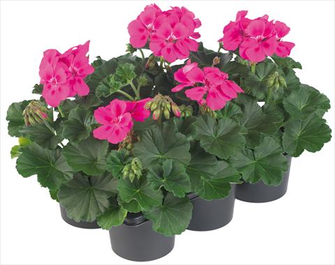 photo of flower to be used as: Pot, patio, basket Pelargonium peltatum Pop Idols® fides® Neon Pink