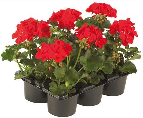 photo of flower to be used as: Pot, patio, basket Pelargonium peltatum Pop Idols® fides® Red