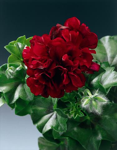 photo of flower to be used as: Bedding, patio, basket Pelargonium peltatum pac® Tomcat