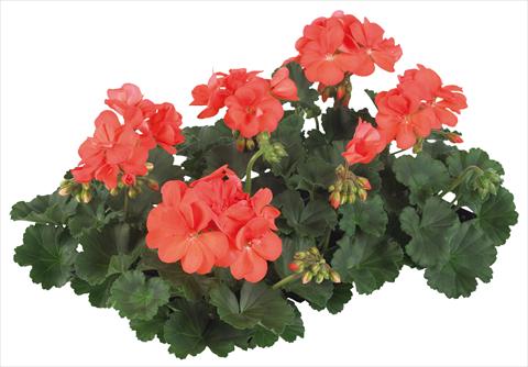 photo of flower to be used as: Pot, patio, basket Pelargonium peltatum Pop Idols® fides® Salmon