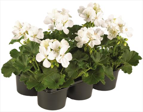 photo of flower to be used as: Pot, patio, basket Pelargonium peltatum Pop Idols® fides® White