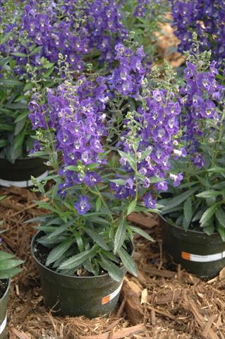 photo of flower to be used as: Pot, bedding, patio, basket Angelonia Angelface Dark Violet