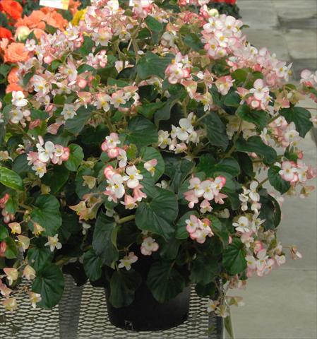 photo of flower to be used as: Bedding pot or basket Begonia Bravehart Rosa Bicolor