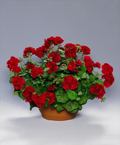 photo of flower to be used as: Bedding, patio, basket Pelargonium peltatum pac® Tomgirl