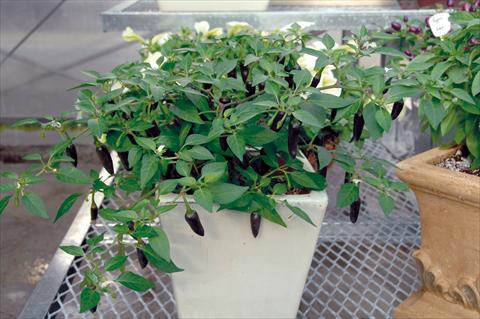 photo of flower to be used as: Pot and bedding Capsicum annuum Kenzo