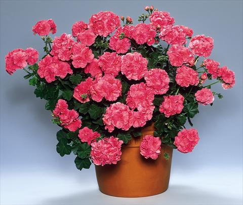 photo of flower to be used as: Bedding, patio, basket Pelargonium peltatum pac® Vicky