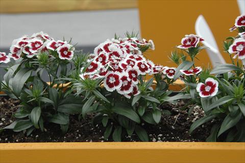 photo of flower to be used as: Pot and bedding Dianthus barbatus Diabunda