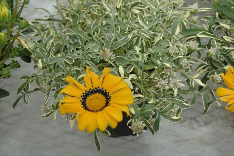 photo of flower to be used as: Bedding / border plant Gazania Eagle Eye