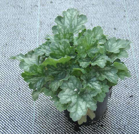 photo of flower to be used as: Pot and bedding Heuchera Kira Temperate Green