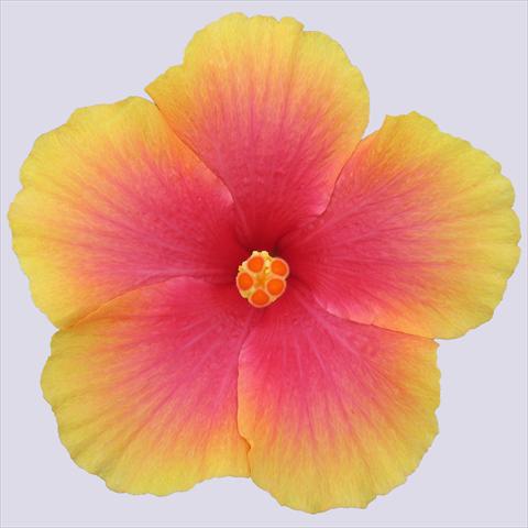 photo of flower to be used as: Pot and bedding Hibiscus rosa-sinensis Krista