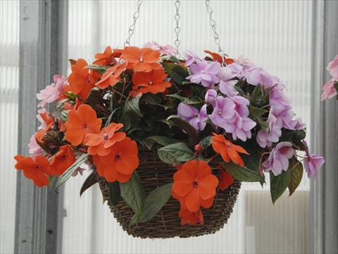 photo of flower to be used as: Pot, bedding, patio, basket Impatiens N. Guinea Divine Mix