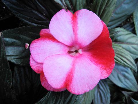 photo of flower to be used as: Pot, bedding, patio, basket Impatiens N. Guinea Paradise® Amuna