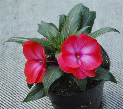 photo of flower to be used as: Pot, bedding, patio, basket Impatiens N. Guinea Paradise Manga