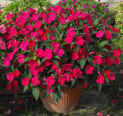 photo of flower to be used as: Pot, bedding, patio, basket Impatiens N. Guinea SunPatiens® Spreading Red Magenta