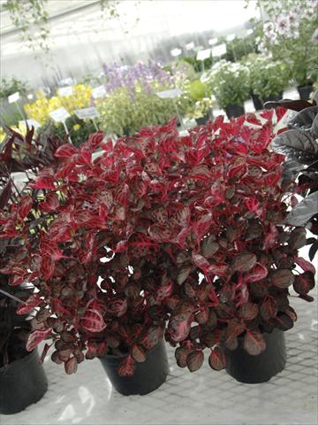 photo of flower to be used as: Pot and bedding Iresine Brillantissima Rosso