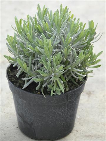 photo of flower to be used as: Pot and bedding Lavandula angustifolia Hidcote blu