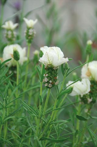 photo of flower to be used as: Pot and bedding Lavandula stoechas Bianca