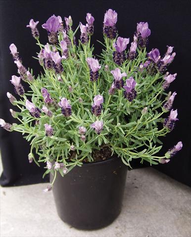photo of flower to be used as: Pot and bedding Lavandula stoechas Purple