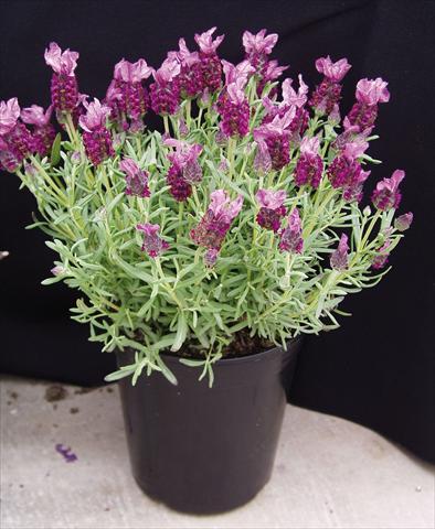 photo of flower to be used as: Pot and bedding Lavandula stoechas Rosa