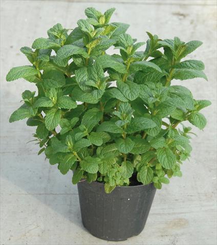 photo of flower to be used as: Pot and bedding Mentha spp maroccana