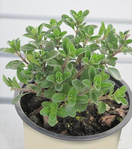 photo of flower to be used as: Pot and bedding Origanum vulgare 