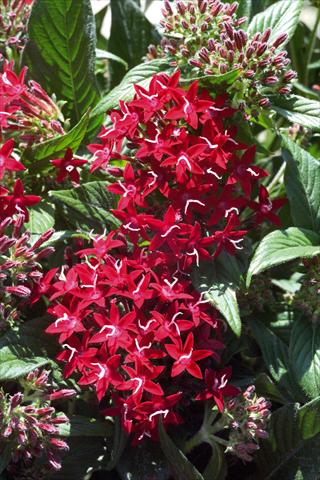 photo of flower to be used as: Pot and bedding Pentas lanceolata Graffiti Red Lace