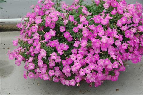 photo of flower to be used as: Pot, bedding, patio, basket Petunia Gioconda Rosa