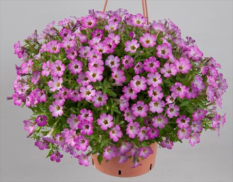 photo of flower to be used as: Pot, bedding, patio, basket Petunia Littletunia Sweet Sherbet