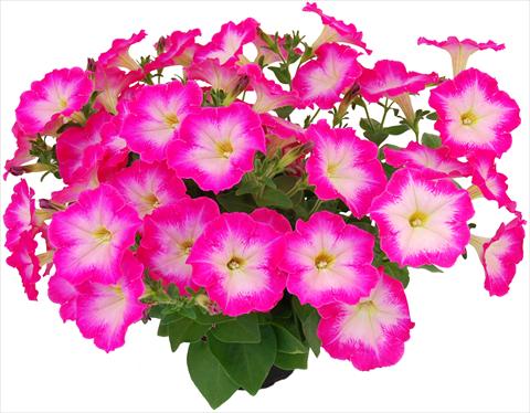 photo of flower to be used as: Pot, bedding, patio, basket Petunia Veranda® Hot Pink