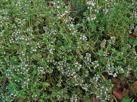 photo of flower to be used as: Pot and bedding Thymus vulgaris 