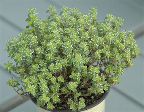 photo of flower to be used as: Pot and bedding Thymus vulgaris variegato