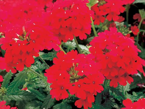 photo of flower to be used as: Pot, patio, basket Verbena Superbena Bushy Crimson