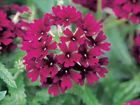 photo of flower to be used as: Pot, patio, basket Verbena Superbena Bushy Merlot