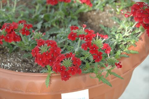 photo of flower to be used as: Pot, patio, basket Verbena Vepita Fire Red