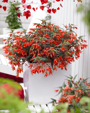 photo of flower to be used as: Bedding pot or basket Begonia Crakling Fire Orange Red