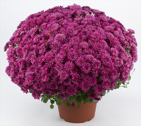 photo of flower to be used as: Pot and bedding Chrysanthemum Belgian Erina Mauve