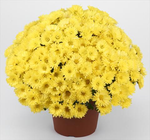 photo of flower to be used as: Pot and bedding Chrysanthemum Belgian Isaura Yellow